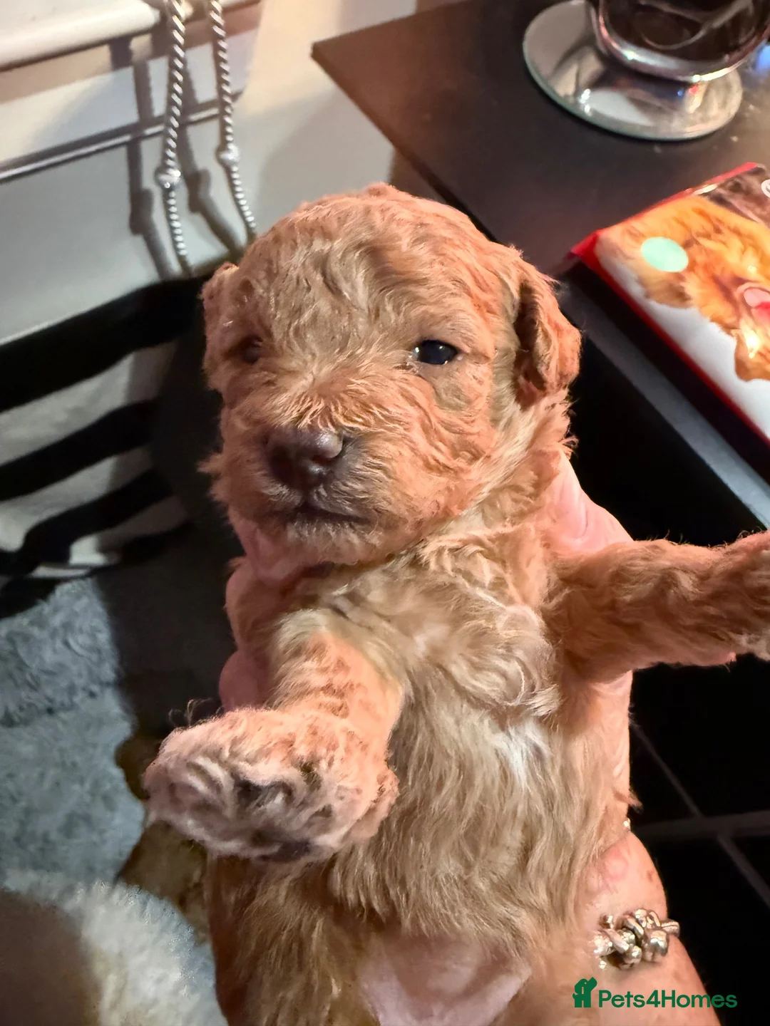 Poochon dogs for sale: Poochon Pups - Advert 8