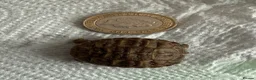 Tortoise reptiles for sale: Baby Horsefield tortoise  - Advert 2