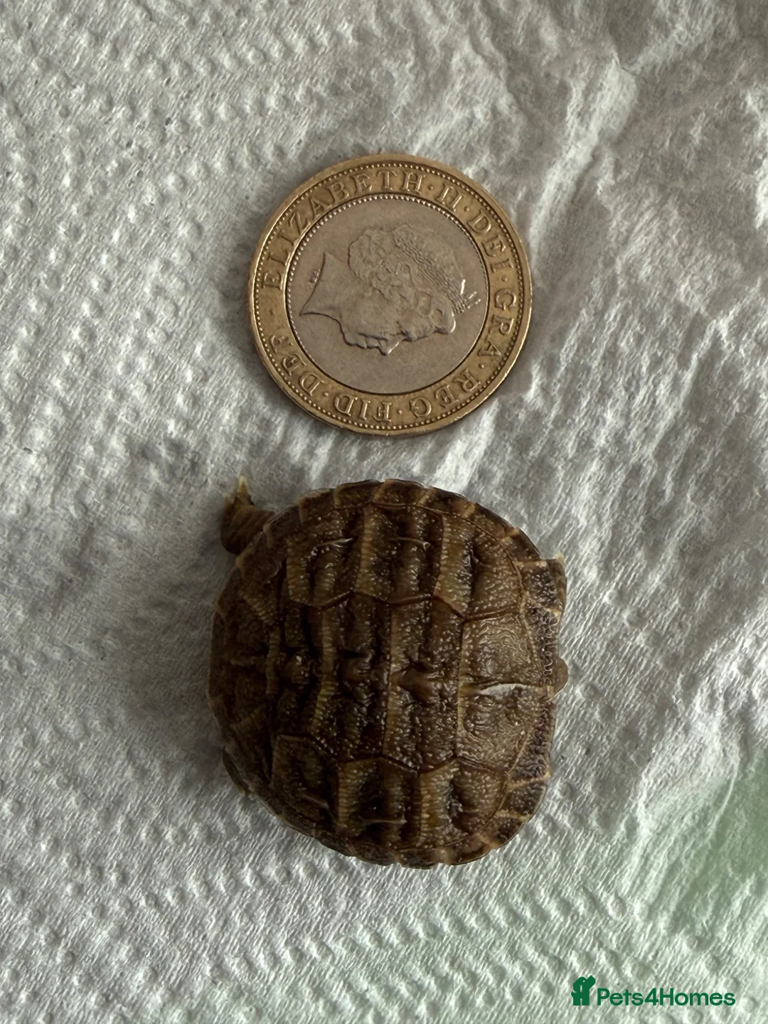 Tortoise reptiles for sale: Baby Horsefield tortoise  - Advert 2
