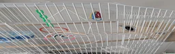 Mixed Breed birds for sale: Bird cage for sale. XXL BRAND NEW accessories Inc. in Dartford - Advert 2