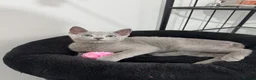 Russian Blue cats for sale: Still available very cuddly russian blue  - Advert 5