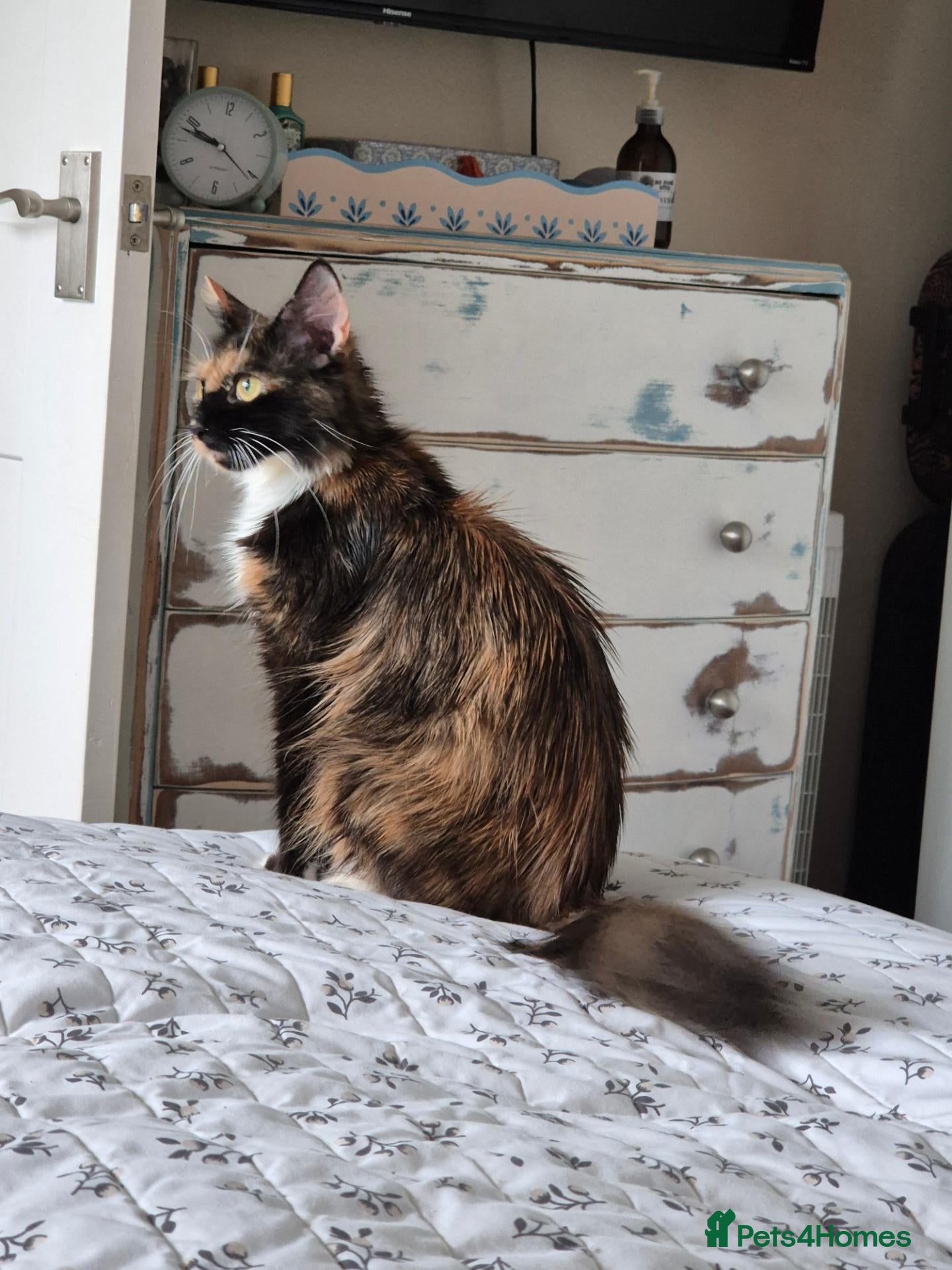 Mixed Breed cats Maine coon Girl  - Advert 5