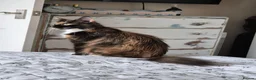 Mixed Breed cats for sale: Maine coon Girl  - Advert 1