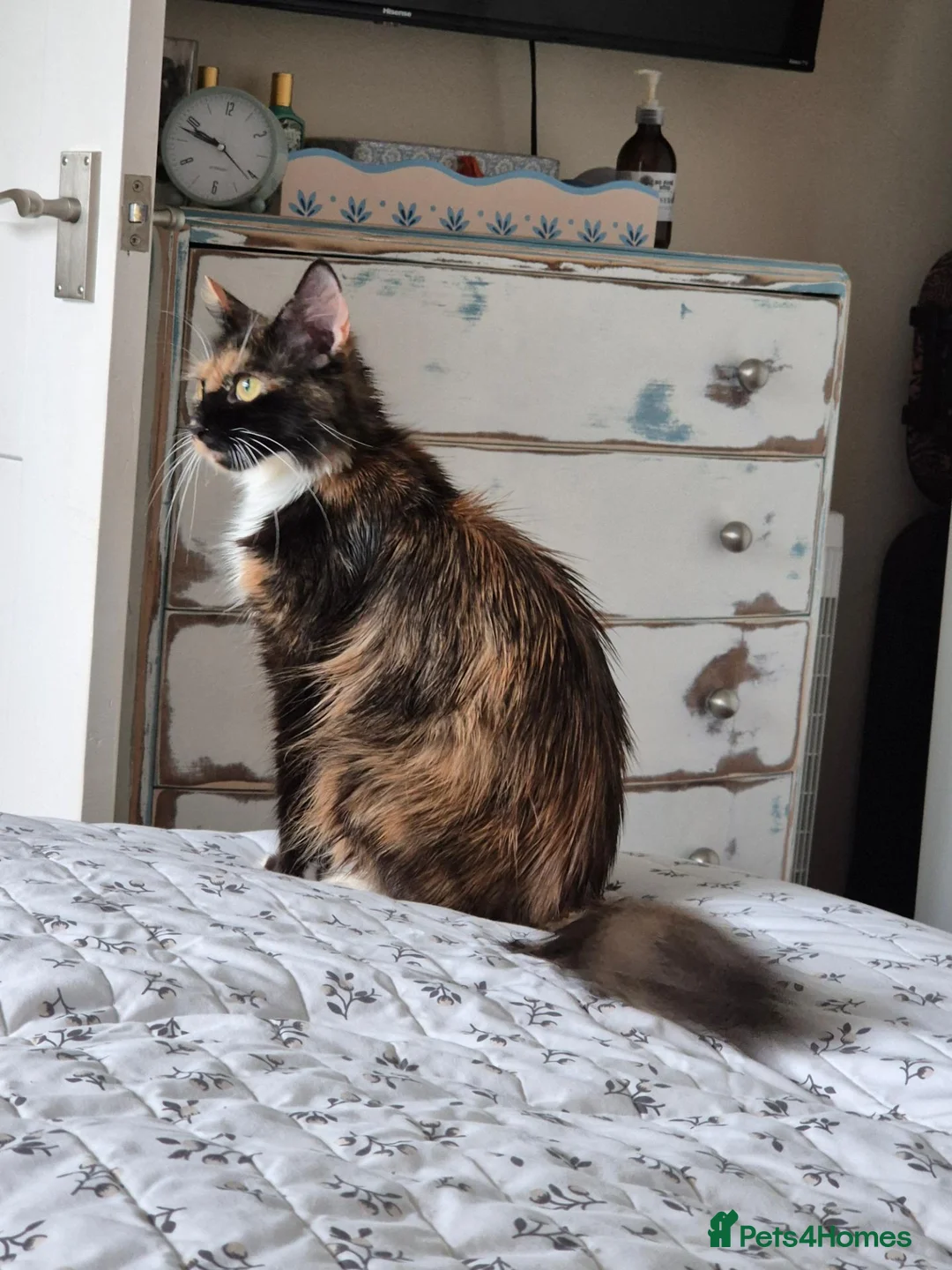 Mixed Breed cats for sale: Maine coon Girl  - Advert 1