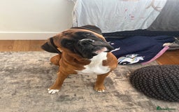 Boxer dogs for stud: Boxer Stud - Image 1