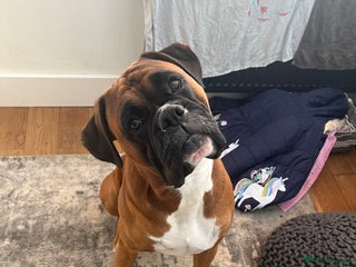 Boxer dogs - Advert 9