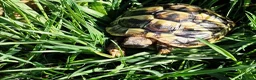 Hermann Tortoise reptiles for sale: Hermann Tortoise  - Advert 2