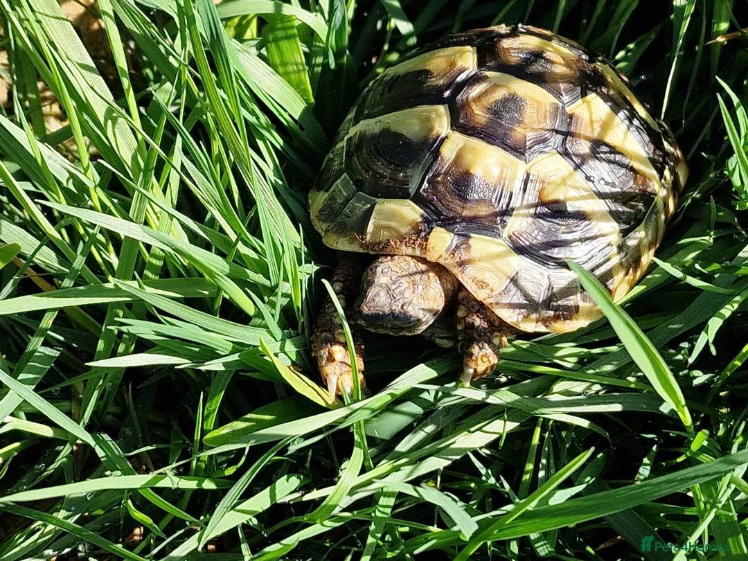 Hermann Tortoise reptiles for sale: Hermann Tortoise  - Advert 2