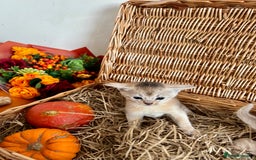 Abyssinian cats for sale: Pure pedigree Tica registered Abyssinian kittens  - Image 31