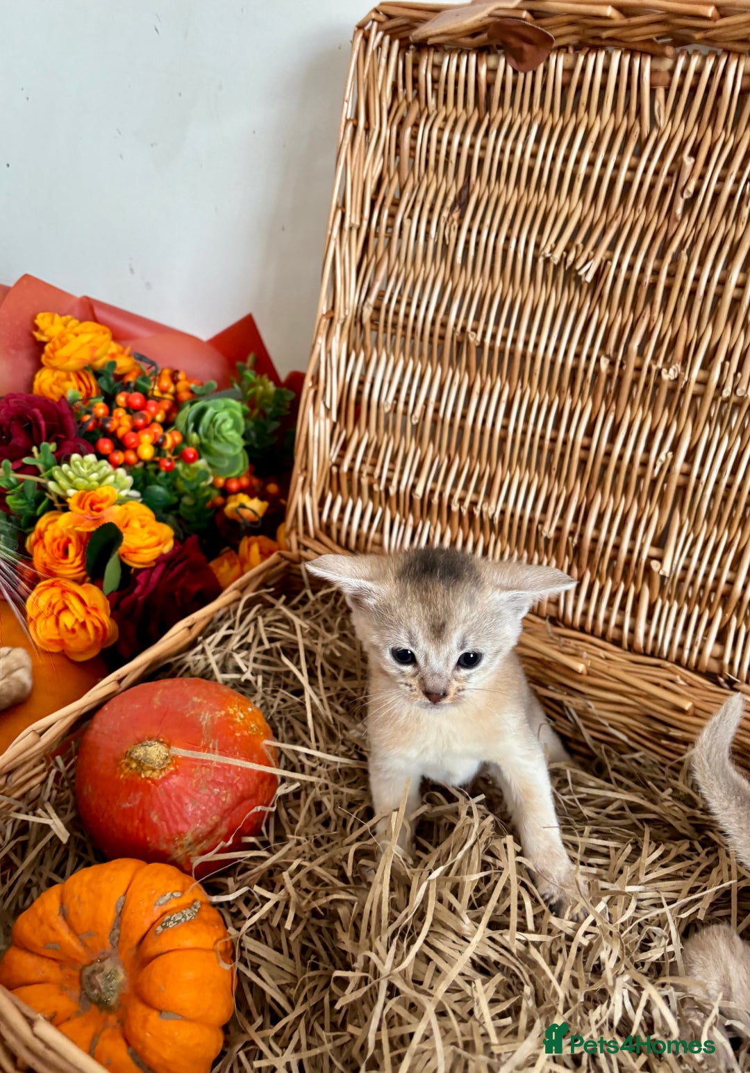 Abyssinian cats for sale: Pure pedigree Tica registered Abyssinian kittens  - Image 31