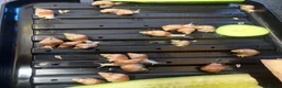 Snails invertebrates for sale: African land snails - Advert 5
