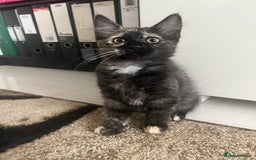 Mixed Breed cats for sale: Kittens for sale  - Image 5
