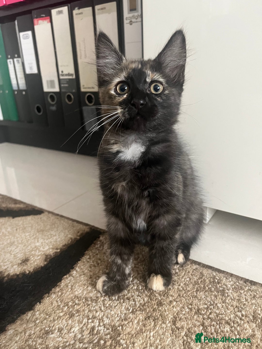 Mixed Breed cats for sale: Kittens for sale  - Image 5