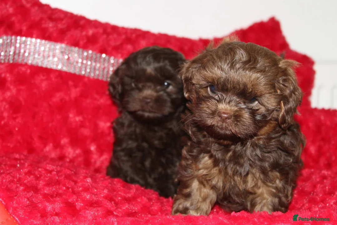 Shihpoo dogs for sale: Shih poo puppy’s  - Advert 19