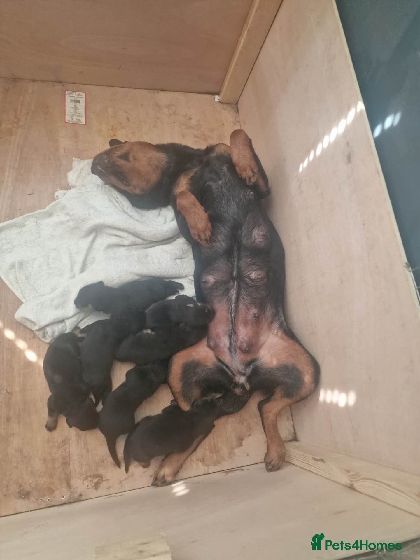 Rottweiler dogs Rottweiler puppies ready on the 16th of October - Advert 9