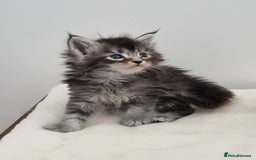 Maine Coon cats for sale: Pedigree Maine Coon Kittens for sale  - Image 12