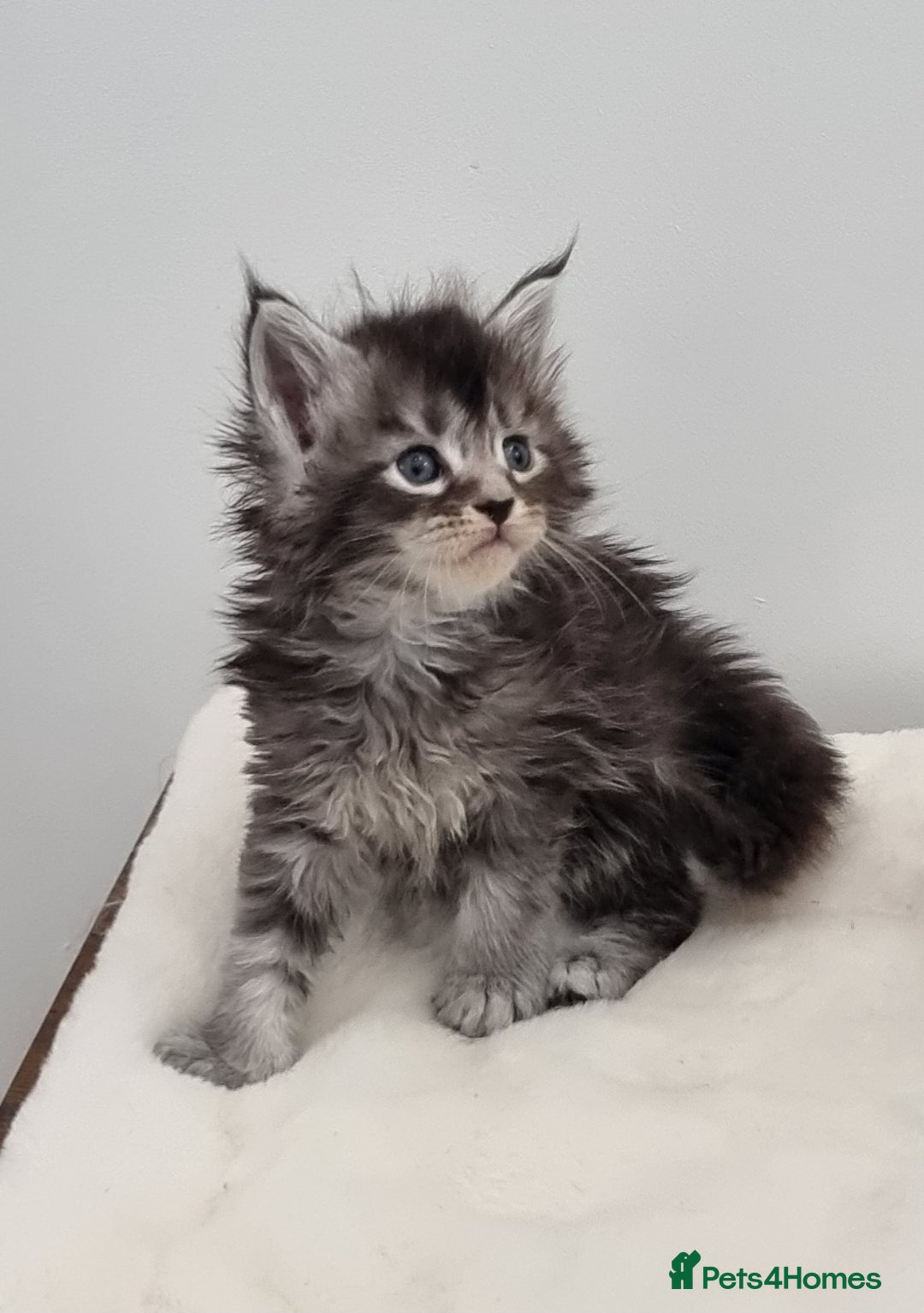 Maine Coon cats for sale: Pedigree Maine Coon Kittens for sale  - Image 12