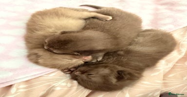 British Shorthair cats Chocolate British Shorthair Kittens - Advert 10