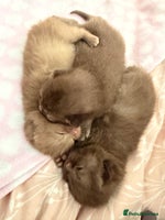 British Shorthair cats Chocolate British Shorthair Kittens - Advert 3
