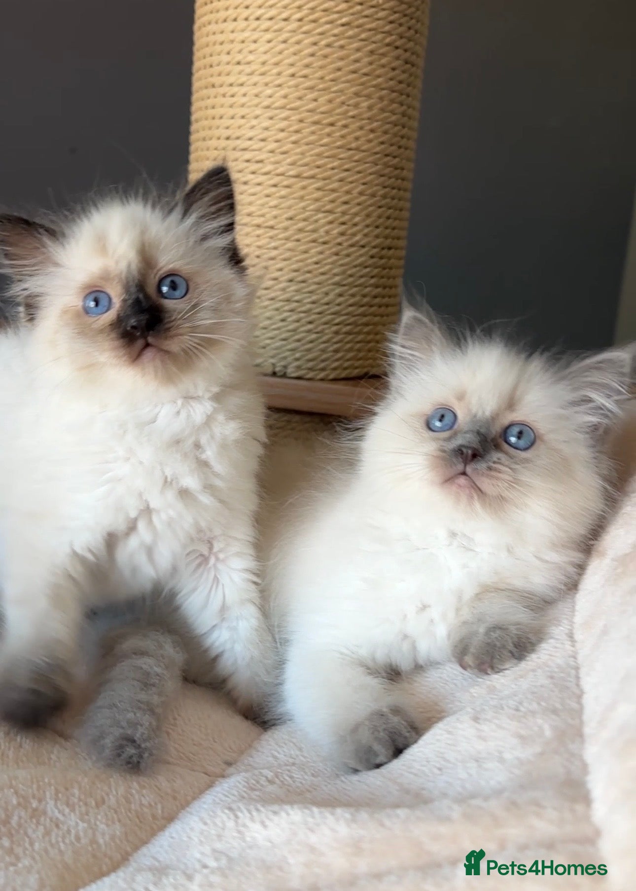 Ragdoll cats for sale: Ragdoll Kittens GCCF & Health Tested  - Advert 15