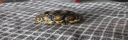 Tortoise reptiles for sale: Leopard tortoises  - Advert 3