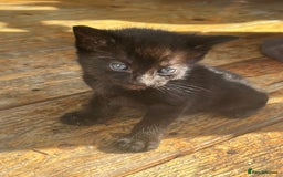 Mixed Breed cats for sale: Kittens - Image 3