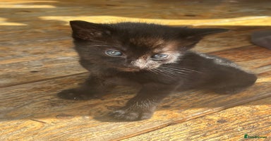 Mixed Breed cats - Advert 13