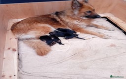 German Shepherd dogs for sale: 4 Stunning German Shepherd Puppies - Image 8