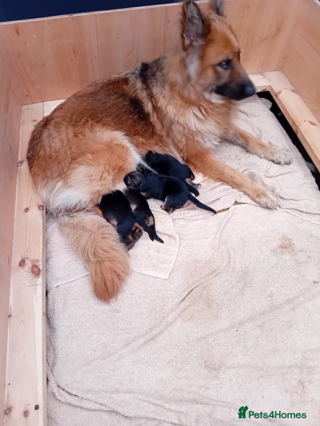 German Shepherd dogs for sale: 4 Stunning German Shepherd Puppies - Image 8