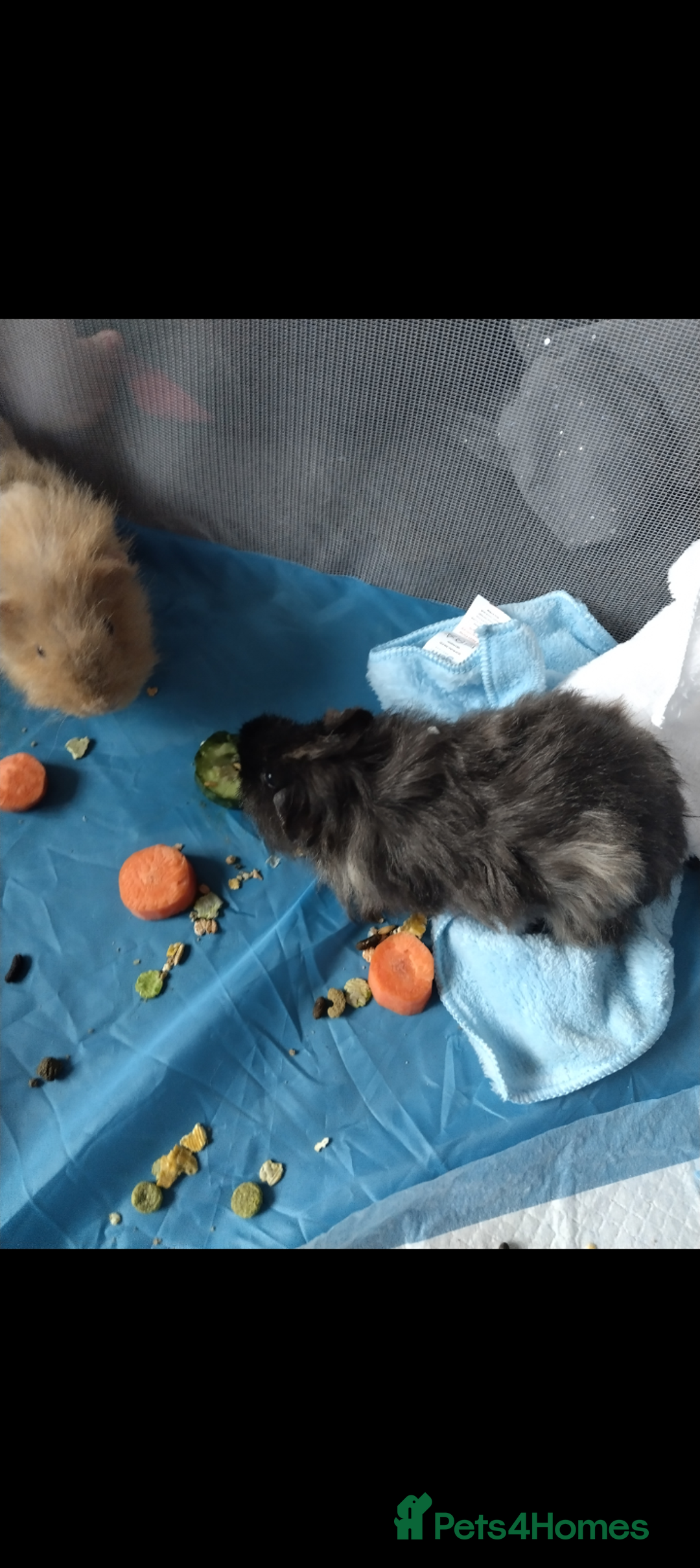 Guinea Pig rodents for sale: Rare Tiny miniature breed male female texel  - Advert 7