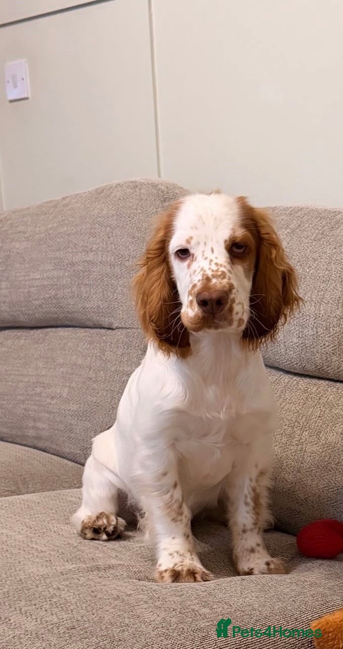 Cocker Spaniel dogs 5 1/2 month Male cocker spaniel for sale  - Advert 2