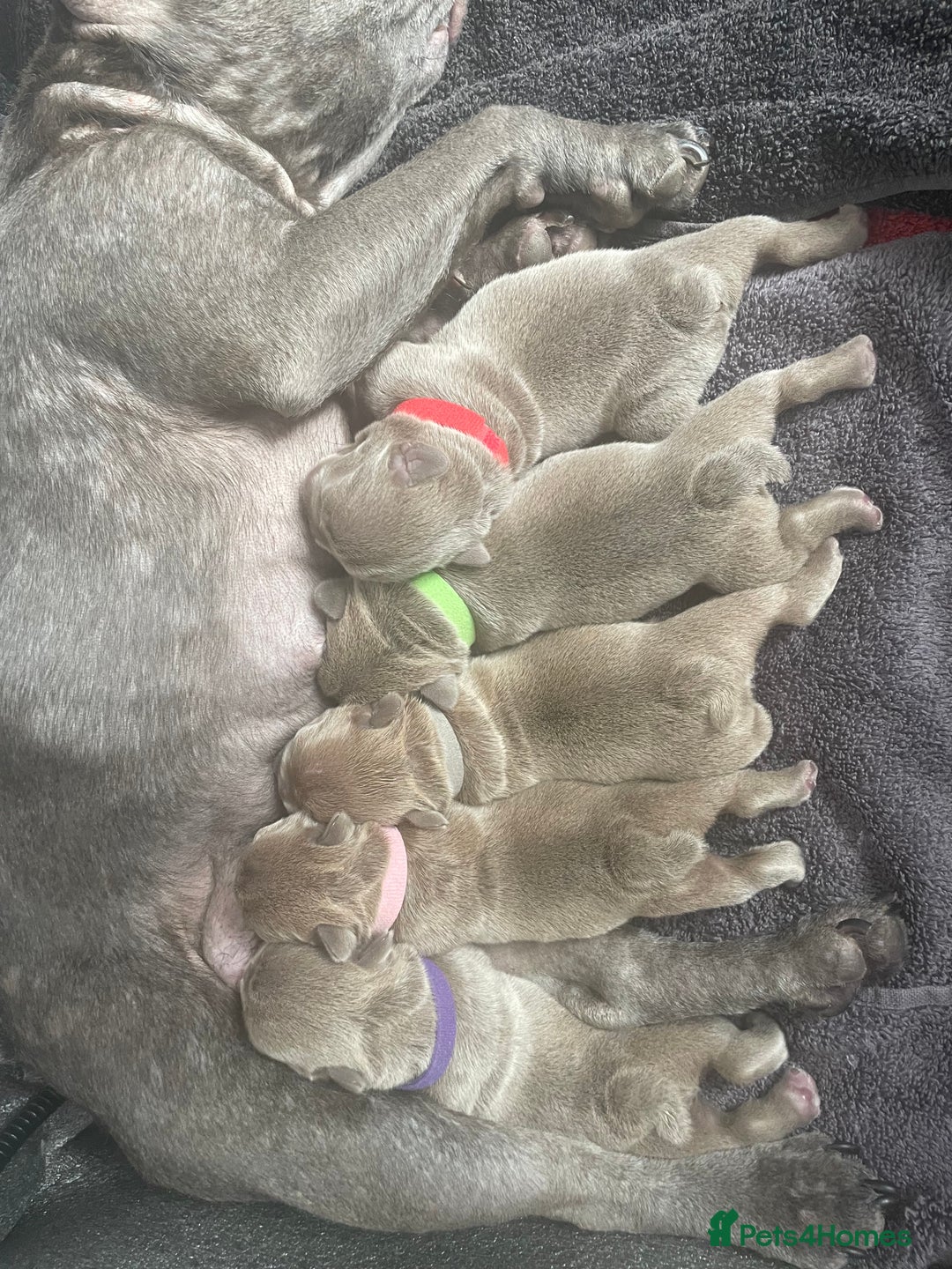 French Bulldog dogs for sale: 5 French bull dogs puppies  - Image 2