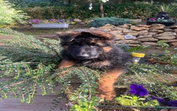 German Shepherd dogs for sale: Top Quality GSD puppies available  - Image 3