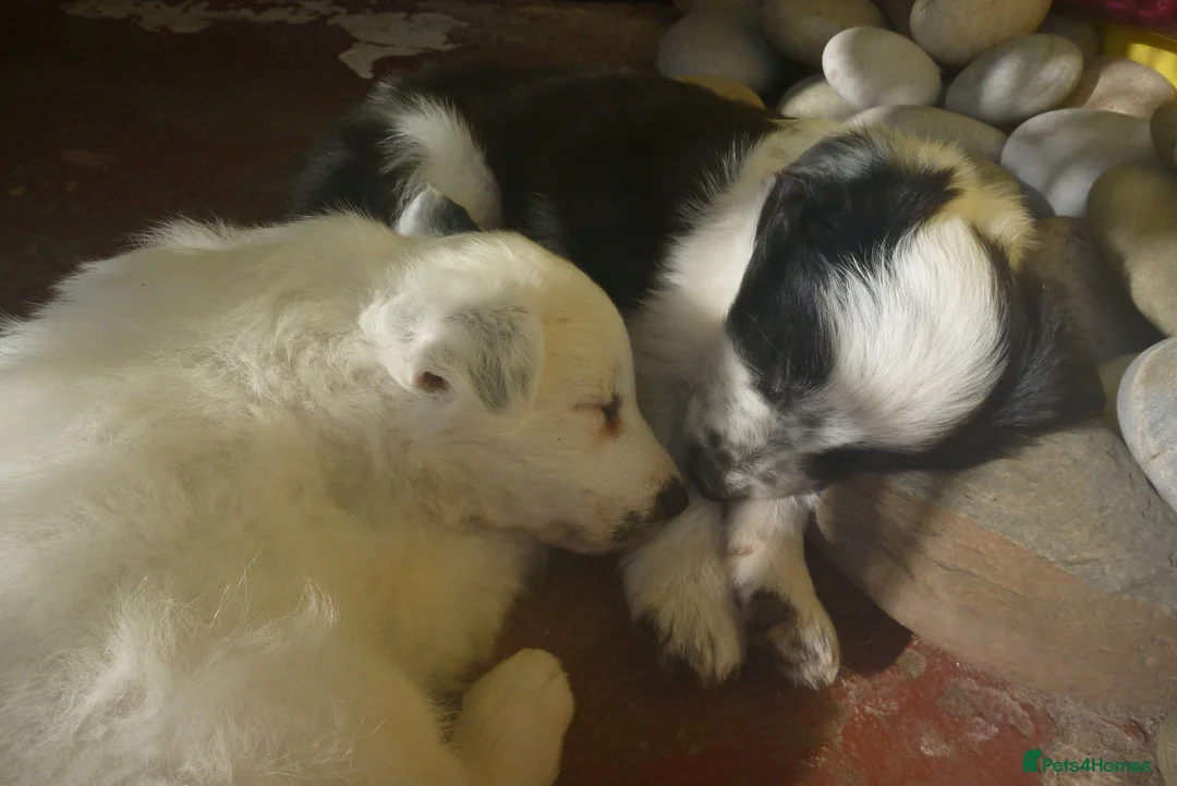 Border Collie dogs for sale: Border Collie Puppies, ready at 10 to 12 weeks - Advert 2