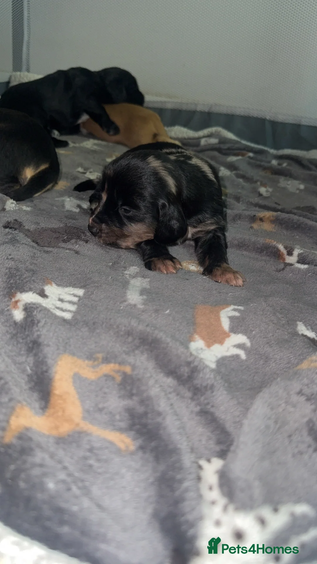 Cocker Spaniel dogs for sale: 4 Beautiful mixed line cocker spaniel puppies 🐶 - Advert 2