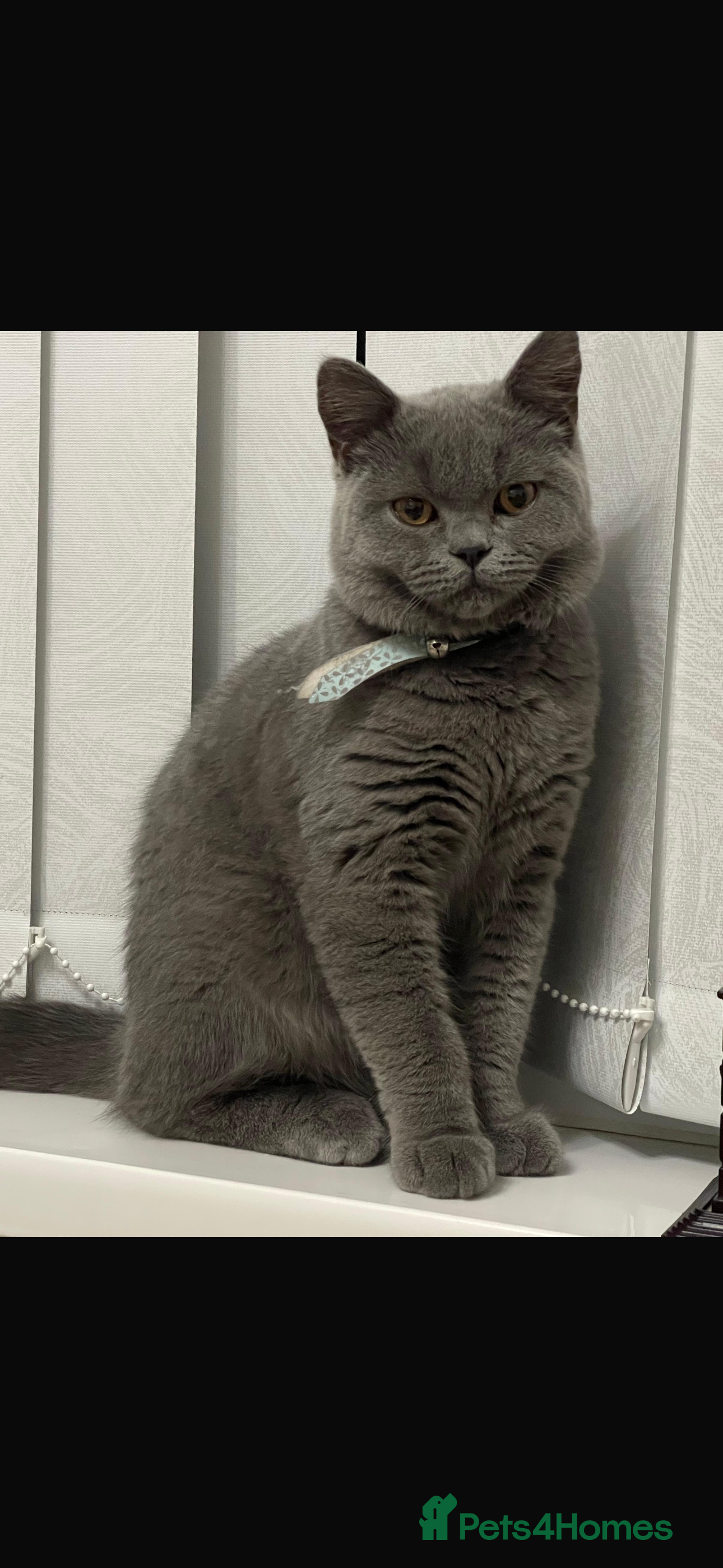 British Shorthair cats Beautiful British Short Hair in Birmingham - Advert 4