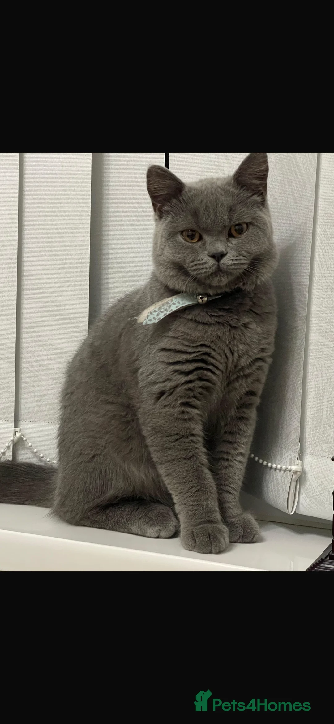 British Shorthair cats for sale: Beautiful British Short Hair in Birmingham - Advert 1