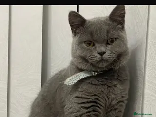 British Shorthair cats Beautiful British Short Hair in Birmingham - Advert 2