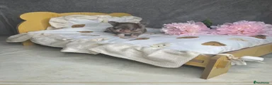 Chihuahua 1
