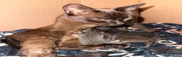 Ragdoll cats for sale: 3 beautiful kittens ragdoll x synths brown & black - Advert 8