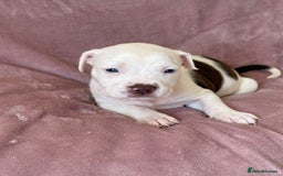 Mixed Breed dogs for sale: Spaniel crossed  - Image 4