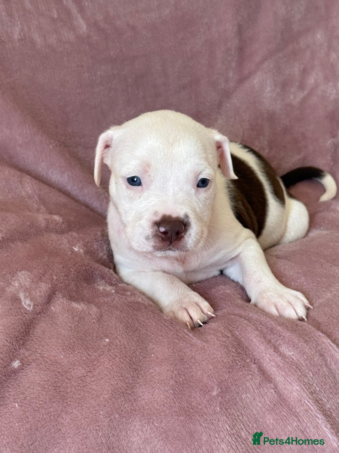 Mixed Breed dogs for sale: Spaniel crossed  - Image 4