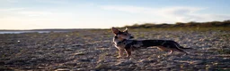 Jackshund dogs for sale: Jack Russell X dachshund for sale - Advert 4