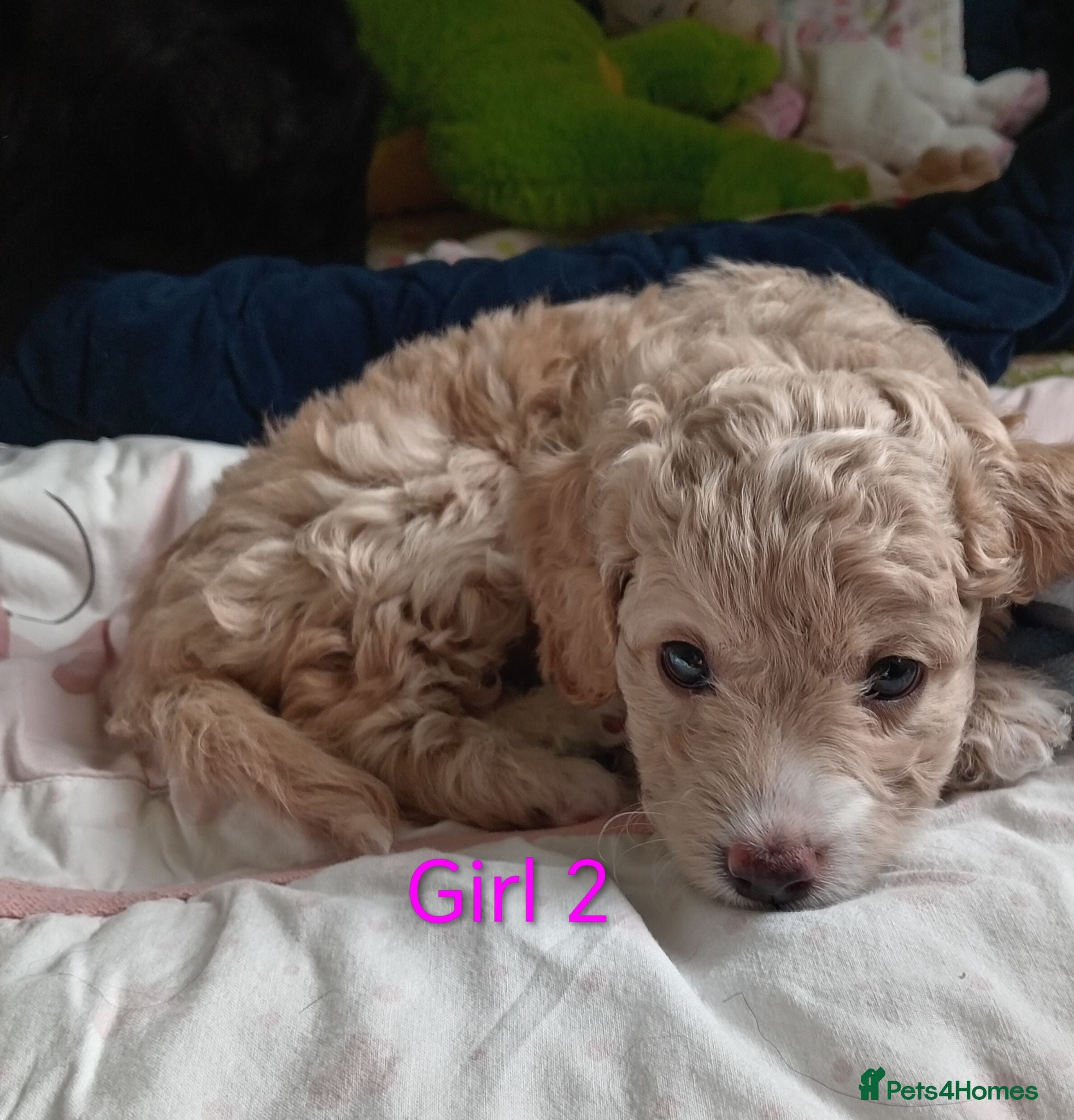Cockapoo dogs Cockapoo puppies  - Advert 1