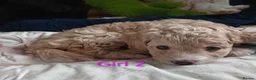 Cockapoo dogs for sale: Cockapoo puppies  - Advert 1