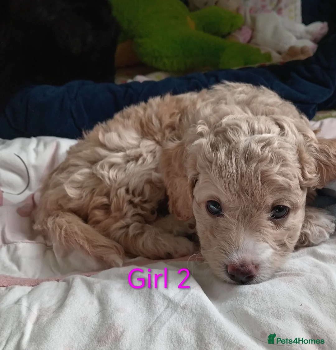 Cockapoo dogs for sale: Cockapoo puppies  - Advert 1