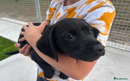 Cockerdor dogs for sale: Cockerdor puppies  - Image 8