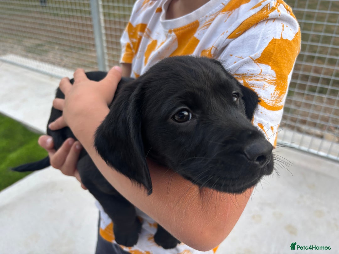 Cockerdor dogs for sale: Cockerdor puppies  - Image 8