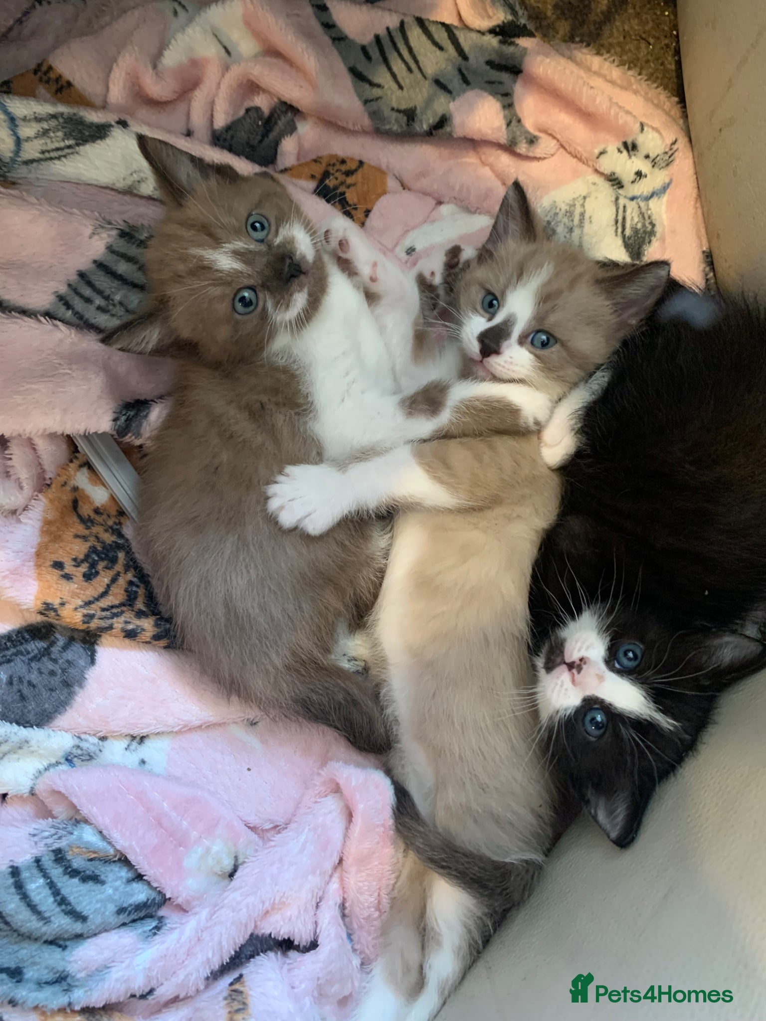 Mixed Breed cats Half sphynx half British shorthair kittens  - Advert 2