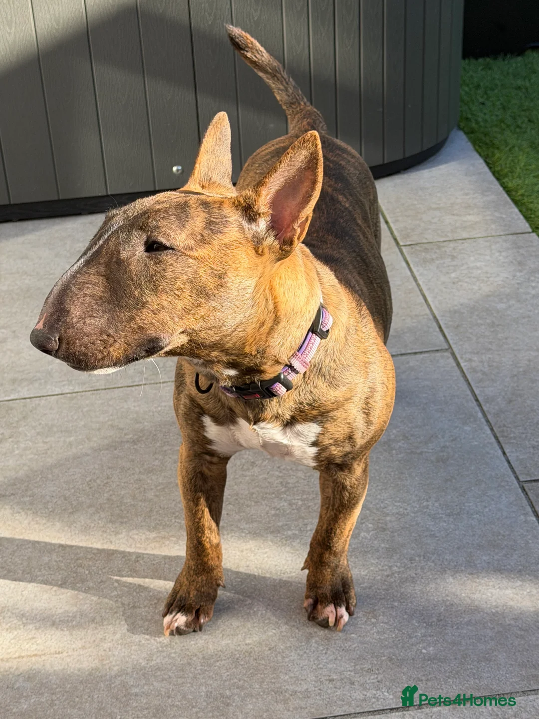 English Bull Terrier dogs for sale: Miniature English bull terrier  - Advert 4